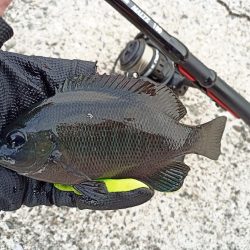 2022/11/19 須磨ライトゲーム釣行