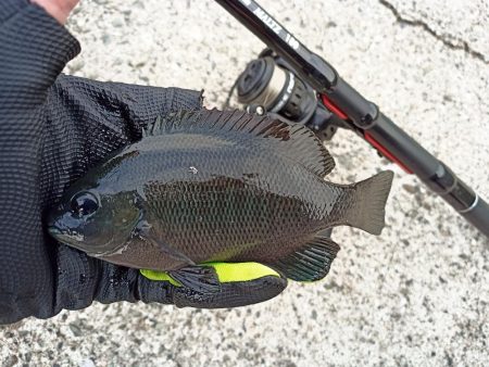 2022/11/19 須磨ライトゲーム釣行…