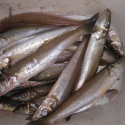 魚住港のキス調査