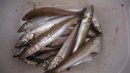 魚住港のキス調査