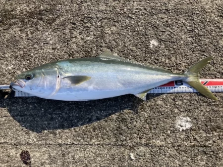 呑ませでメジロ！