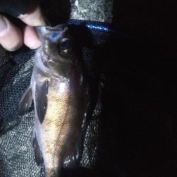 餌釣りメバル