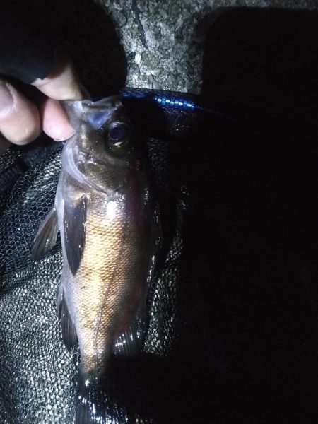 餌釣りメバル