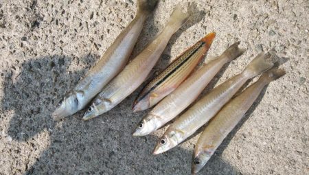 終盤迎えた魚住港のキス