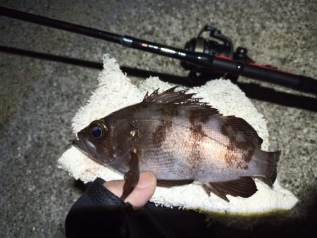 2022/11/21 須磨ライトゲーム釣行…