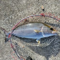 カンパチ・ヒラメ・ハマチ・・・美味しい魚