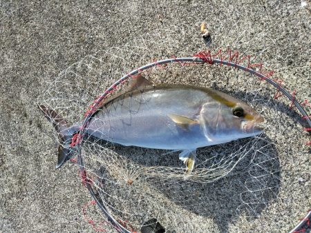 カンパチ・ヒラメ・ハマチ・・・美味しい魚