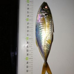 退屈なしの釣り