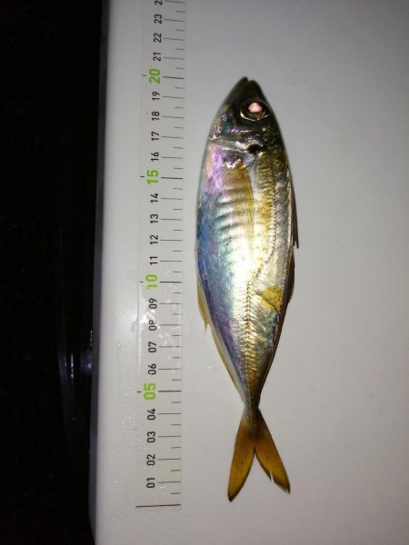 退屈なしの釣り