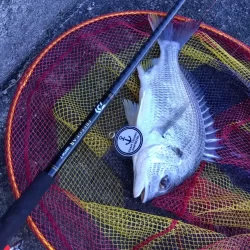 久しぶりの落とし込み