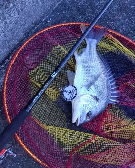 久しぶりの落とし込み