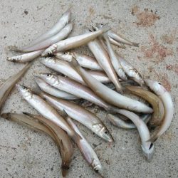 都志港へリベンジ釣行