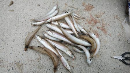 都志港へリベンジ釣行