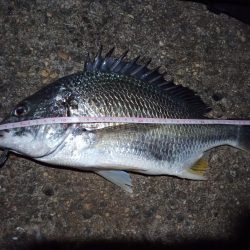 2022/11/24 南港ヘチ釣り釣行