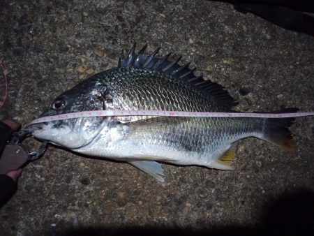 2022/11/24 南港ヘチ釣り釣行