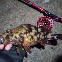 2022/11/25 南港落とし込み釣り釣行