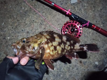 2022/11/25 南港落とし込み釣り釣…