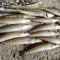 播磨新島のキス調査