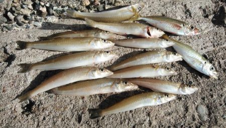 播磨新島のキス調査