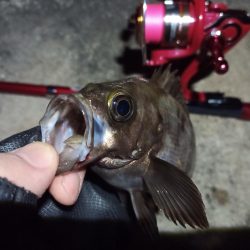 2022/11/26 南港ライトゲーム釣行