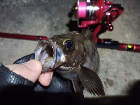 2022/11/26 南港ライトゲーム釣行