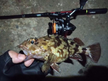 2022/11/27 南港ライトゲーム釣行…