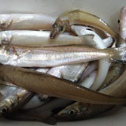 午後から播磨新島のキス調査