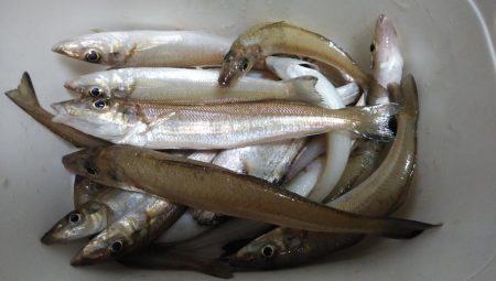 午後から播磨新島のキス調査