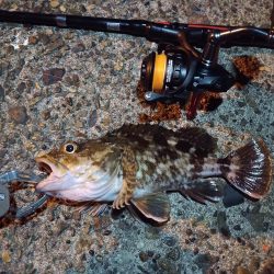 2022/11/28 南港ライトゲーム釣行