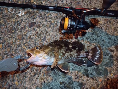 2022/11/28 南港ライトゲーム釣行…