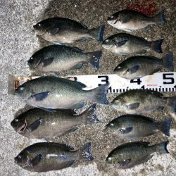 ファミリーフィッシング＆秋グレ釣り