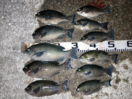 ファミリーフィッシング＆秋グレ釣り