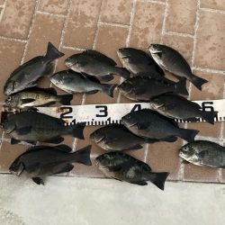 役所裏で秋グレ釣査