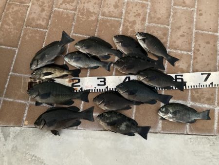 役所裏で秋グレ釣査