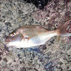 伝助とチャリコ