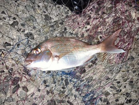 伝助とチャリコ