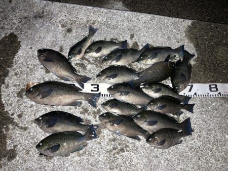 グレ入れ食い！