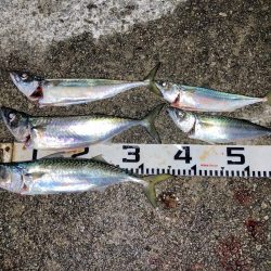 大サバのウキ釣り