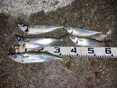 大サバのウキ釣り