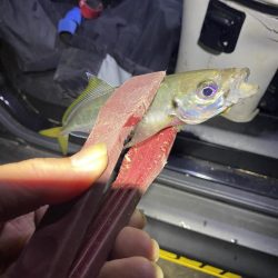 今季初アジング