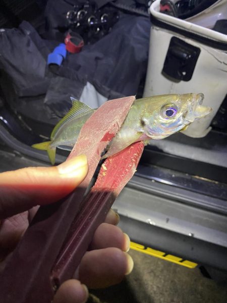 今季初アジング