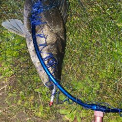 仕事帰りシーバス再び