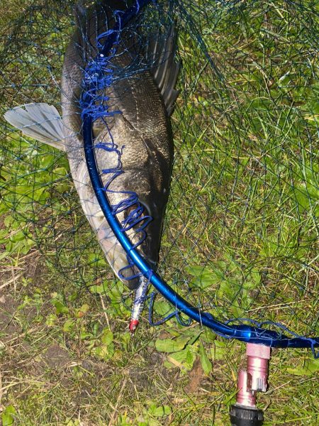 仕事帰りシーバス再び