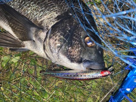 仕事帰りでチヌ