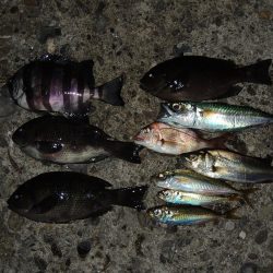 エビ撒き釣り　ハネは釣れず五目釣り