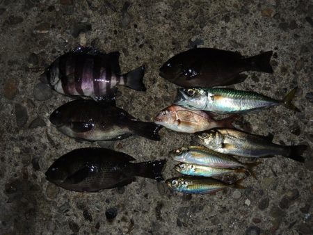 エビ撒き釣り　ハネは釣れず五目釣り