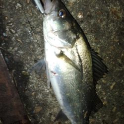 ぶらチーバス　(汗)