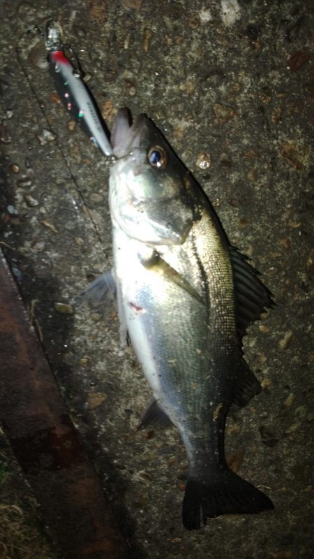 ぶらチーバス　(汗)