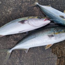 雨降りで、小潮ですが・・・