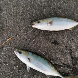 ルアーは、厳しい‼️